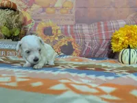 Frost, a male Maltese for sale in Falcon, MO – 5 of 6