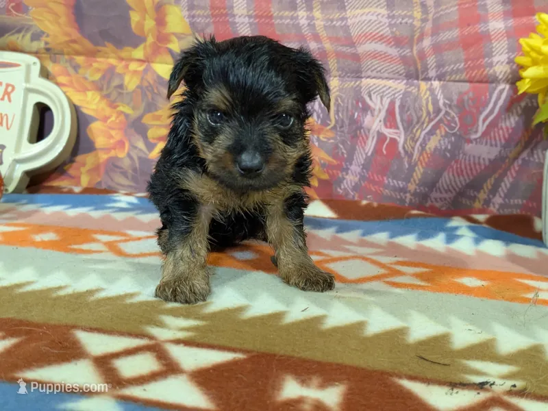 Dennis  – Yorkshire Terrier puppy for sale in Falcon, MO