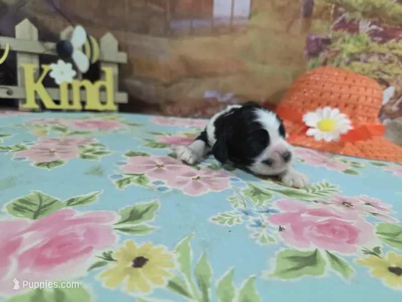 Alex – Cocker Spaniel puppy for sale in Falcon, MO