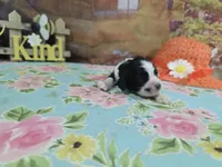 Alex, a male Cocker Spaniel for sale in Falcon, MO – Photo 1 of 3