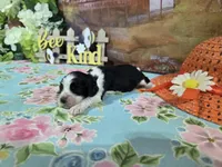 Alex, a male Cocker Spaniel for sale in Falcon, MO – Photo 3 of 3