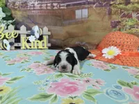 Alex, a male Cocker Spaniel for sale in Falcon, MO – Photo 2 of 3