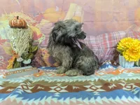 Earl, a male Havanese for sale in Falcon, MO – 6 of 6