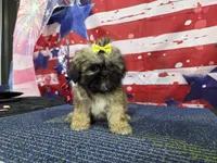Matilda, a female Shih Tzu for sale in Falcon, MO – 4 of 6