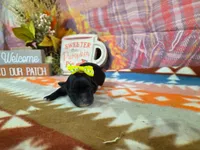 selma, a female Yorkipoo for sale in Falcon, MO – 3 of 3