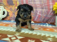 Dennis , a male Yorkshire Terrier for sale in Falcon, MO – 3 of 6