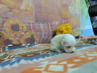 Victor, a male Maltese for sale in Falcon, MO – 4 of 5