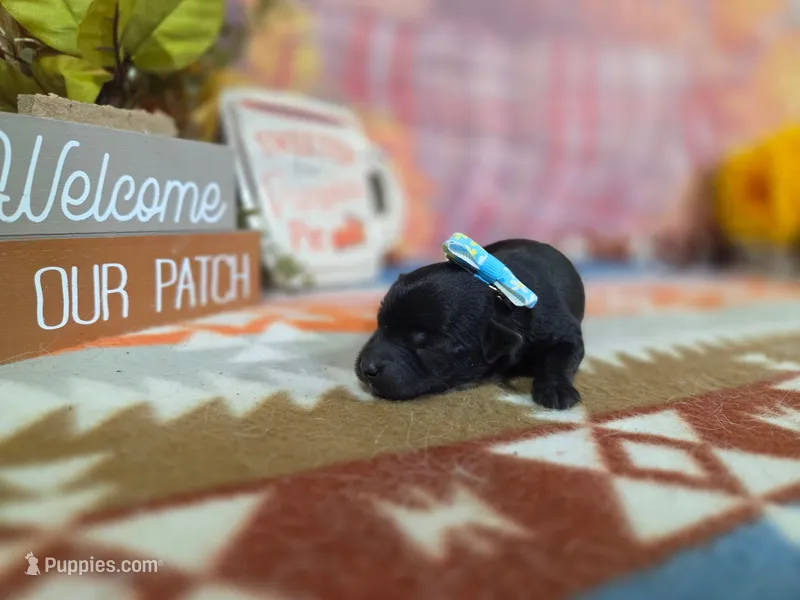 ember – Yorkipoo puppy for sale in Falcon, MO
