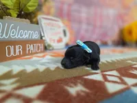ember, a female Yorkipoo for sale in Falcon, MO – 1 of 3