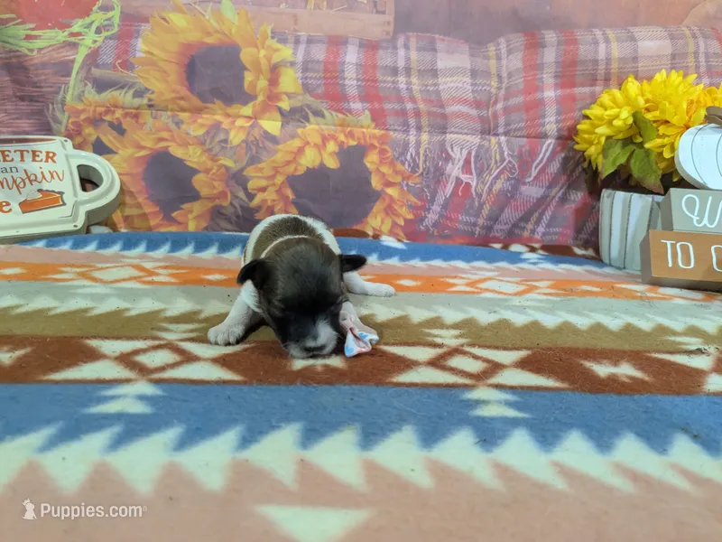 Dolly – Havanese puppy for sale in Falcon, MO