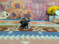 Dolly, a female Havanese for sale in Falcon, MO – 1 of 3