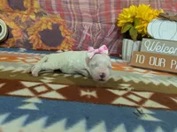 Sofia, a female Bichon Frise for sale in Falcon, MO – 2 of 3