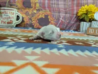 Mateo, a male Bichon Frise for sale in Falcon, MO – 2 of 3