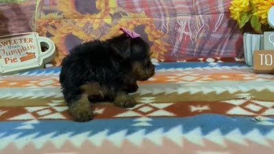 Delphine, a female Yorkshire Terrier for sale in Falcon, MO – 9 of 10