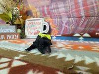 selma, a female Yorkipoo for sale in Falcon, MO – 1 of 3