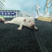 Luna, a female Bichon Frise for sale in Falcon, MO – Photo 4 of 6