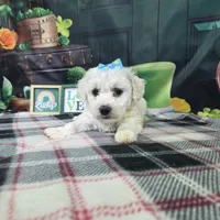 Luna, a female Bichon Frise for sale in Falcon, MO – Photo 1 of 6