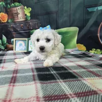 Luna, a female Bichon Frise for sale in Falcon, MO – Photo 6 of 6