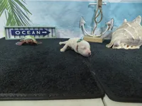 processed/887114a0-2fd7-46a5-bce9-5bf45b345ba3/listing/1c2478e2-876a-4706-9380-b4ba513ed0f8/7fd75989-c916-492b-b79f-227d0224a719