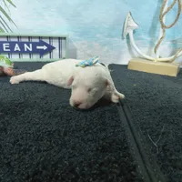 Luna, a female Bichon Frise for sale in Falcon, MO – Photo 5 of 6