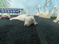 processed/887114a0-2fd7-46a5-bce9-5bf45b345ba3/listing/1c2478e2-876a-4706-9380-b4ba513ed0f8/c8d4ef20-14c8-42d0-8449-0f8eaf66c334