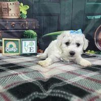Luna, a female Bichon Frise for sale in Falcon, MO – Photo 2 of 6