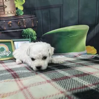 Aiden, a male Bichon Frise for sale in Falcon, MO – Photo 3 of 3