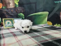 Aiden, a male Bichon Frise for sale in Falcon, MO – Photo 3 of 3