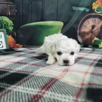 Aiden, a male Bichon Frise for sale in Falcon, MO – Photo 2 of 3