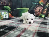 Aiden, a male Bichon Frise for sale in Falcon, MO – Photo 2 of 3