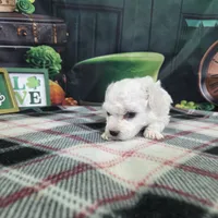 Aiden, a male Bichon Frise for sale in Falcon, MO – Photo 1 of 3