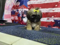 Matilda, a female Shih Tzu for sale in Falcon, MO – 6 of 6