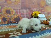 Scott, a male Bichon Frise for sale in Falcon, MO – 5 of 9