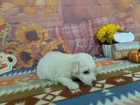 Mateo, a male Bichon Frise for sale in Falcon, MO – 5 of 9