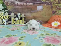 Tony, a male Bichon Frise for sale in Falcon, MO – Photo 1 of 3