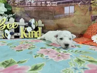Tony, a male Bichon Frise for sale in Falcon, MO – Photo 2 of 3