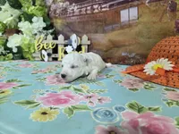 Tony, a male Bichon Frise for sale in Falcon, MO – Photo 3 of 3