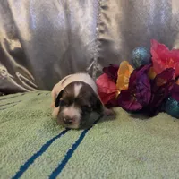 Lady, a female Cocker Spaniel for sale in Falcon, MO – Photo 2 of 3
