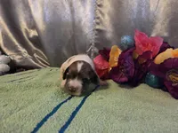 Lady, a female Cocker Spaniel for sale in Falcon, MO – Photo 2 of 3