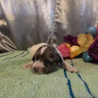 Lady, a female Cocker Spaniel for sale in Falcon, MO – Photo 3 of 3