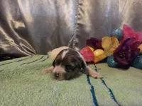 Lady, a female Cocker Spaniel for sale in Falcon, MO – Photo 3 of 3