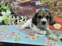Lady, a female Cocker Spaniel for sale in Falcon, MO – Photo 5 of 6