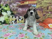 Lady, a female Cocker Spaniel for sale in Falcon, MO – Photo 4 of 6