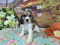 Lady, a female Cocker Spaniel for sale in Falcon, MO – Photo 6 of 6