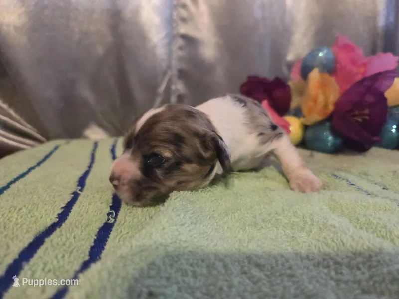 Lady, a female Cocker Spaniel for sale in Falcon, MO – Photo 1 of 3