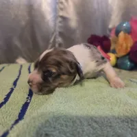 Lady, a female Cocker Spaniel for sale in Falcon, MO – Photo 1 of 3