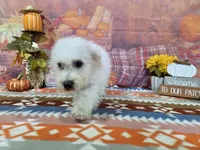 Thor , a male Bichon Frise for sale in Falcon, MO – 7 of 9