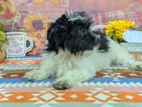 Andrew, a female Havanese for sale in Falcon, MO – 2 of 6