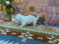 Alistair, a male Bichon Frise for sale in Falcon, MO – 4 of 9