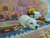 Hudson, a male Bichon Frise for sale in Falcon, MO – 4 of 6